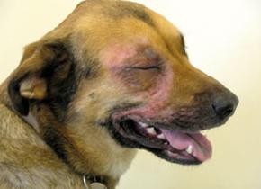 Аллергия у собак симптомы