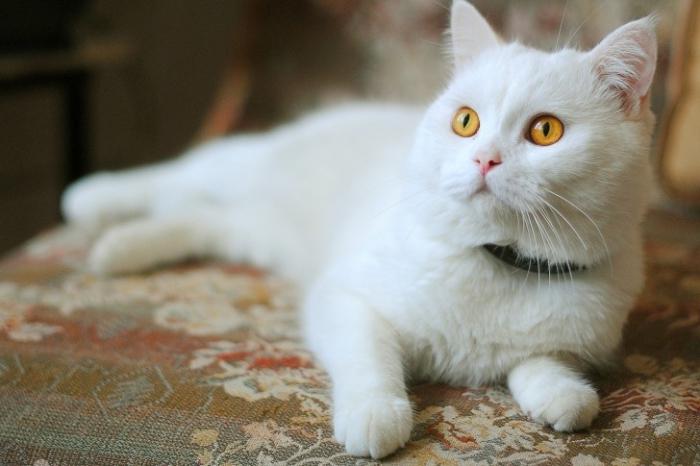 сонник белая кошка 