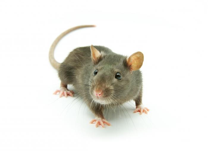 к чему снятся крысы и мыши
