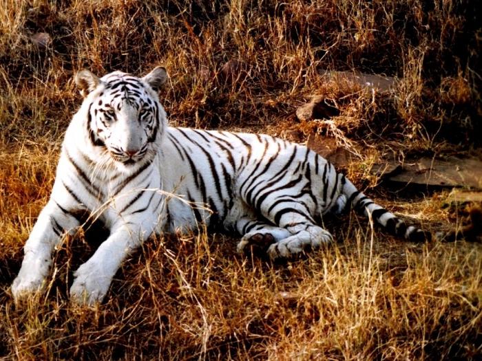 белый тигр сонник