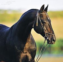 самая красивая лошадь в мире