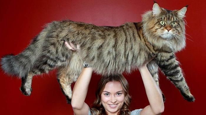самый большой кот в мире