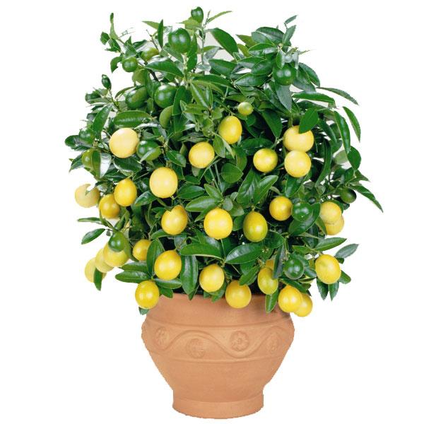 вырастить лимон в домашних условиях