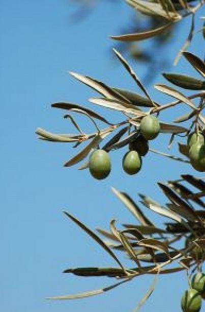 чем оливки отличаются от маслин