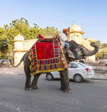 сколько весит слон индийский