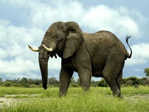  саванный слон