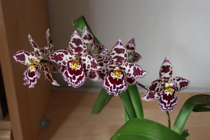 орхидея отцвела что делать дальше