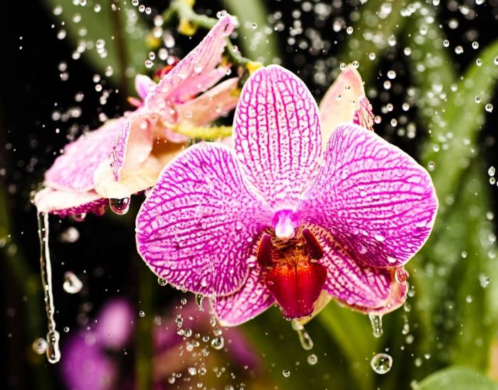 как ухаживать за орхидеей фаленопсис