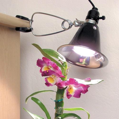 орхидеи как ухаживать после цветения