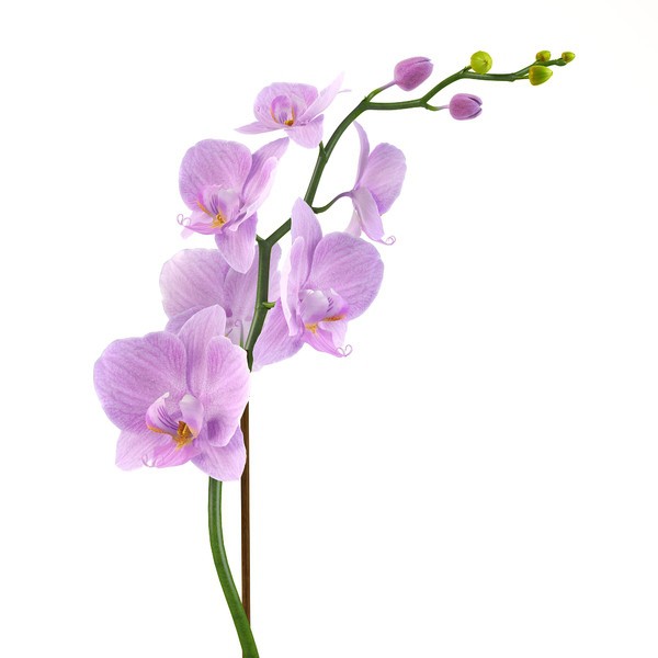 как поливать орхидеи