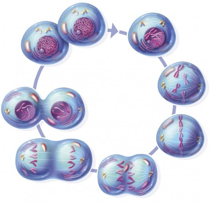 митотическое деление клетки