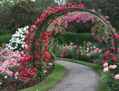 арки из роз
