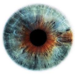 бинокулярное зрение и монокулярное зрение