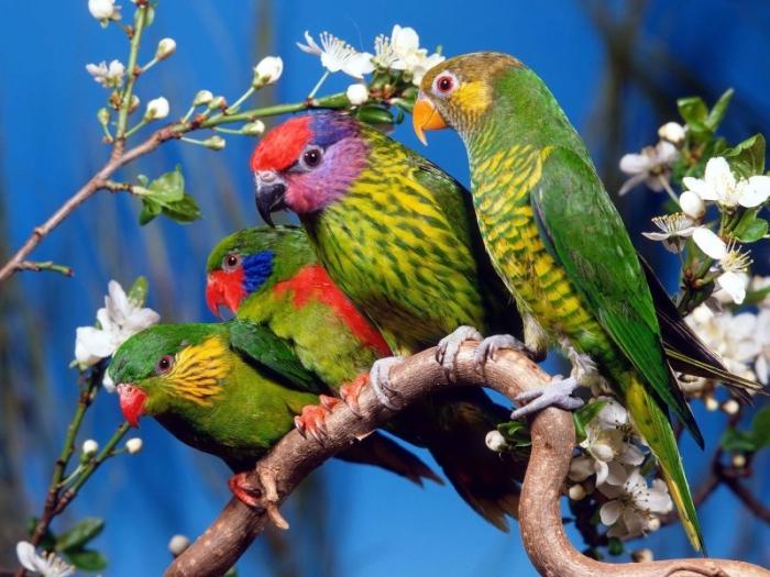 волнистые попугаи как определить пол