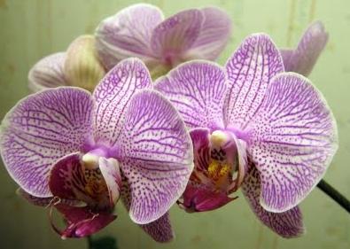 как размножается орхидея