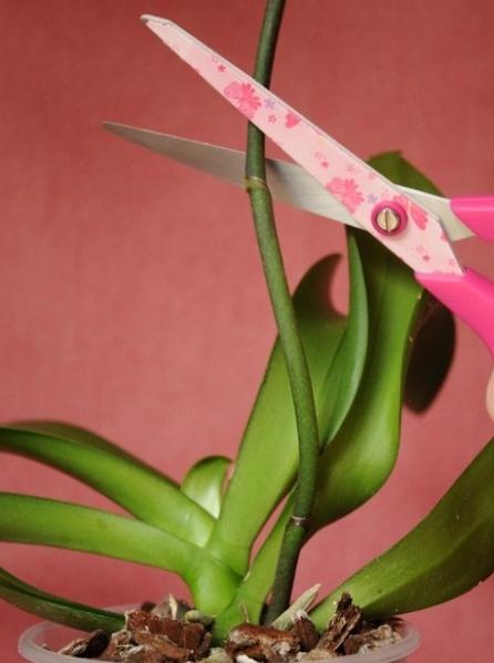 как размножается орхидея фото