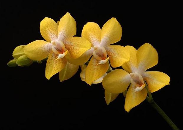 орхидея размножение фото цветок