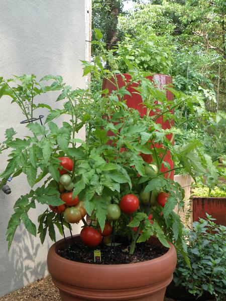выращивание помидоров в домашних условиях