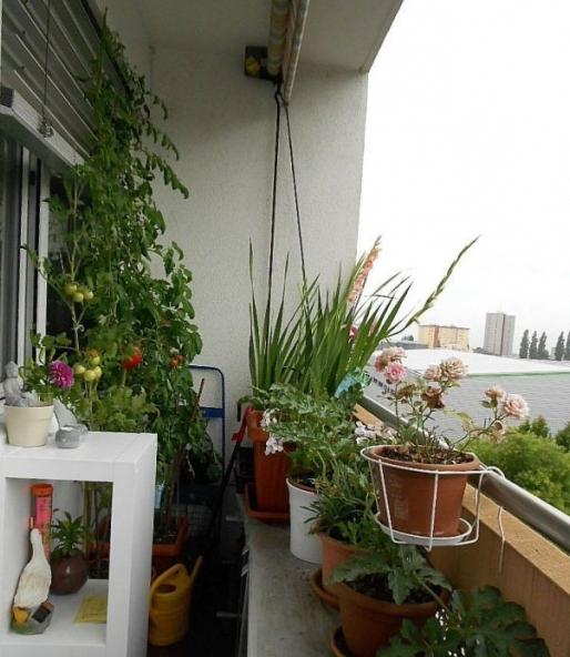 выращивание помидоров на балконе
