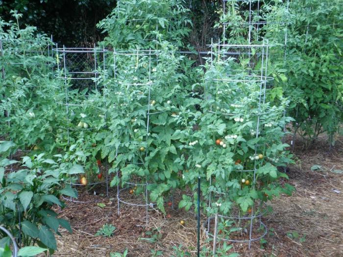 выращивание помидоров в открытом грунте