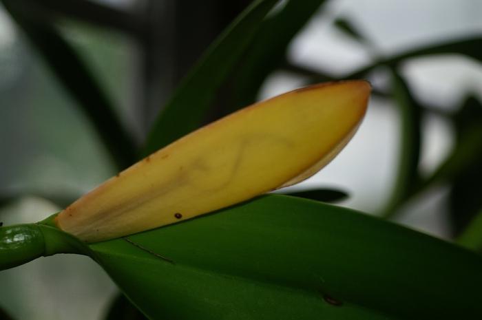 почему желтеют листья у орхидей