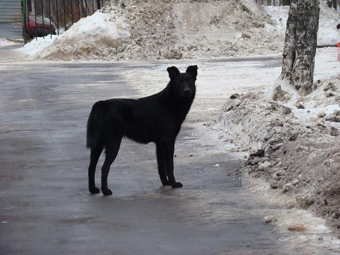 Собака укусила человека