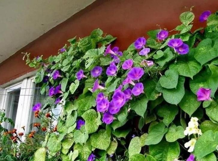 10 цветов, которые стоит посадить на балконе - Лайфхакер