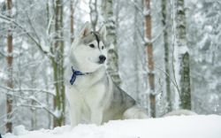 охота на лису зимой с собаками