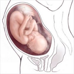 Беременность 40-41 недель вторые роды