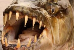 Речной монстр - тигровая рыба голиаф: описание, характеристика и интересные факты