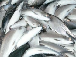 морской угорь рецепты приготовления