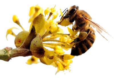 пчелиная пыльца лечение 