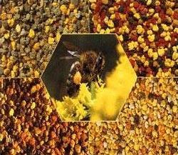 пчелиная пыльца применение 