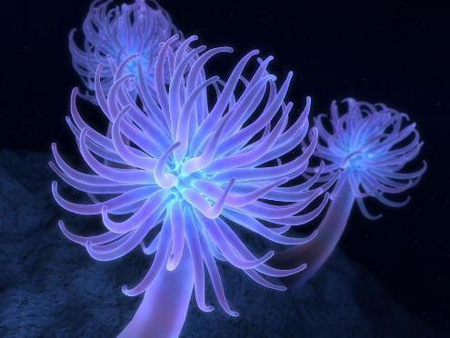 анемоны морские 