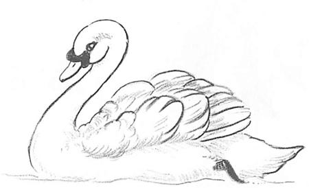 лебедь учимся рисовать