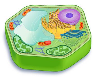 строение растительной клетки