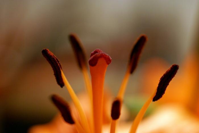 строение цветка тюльпана
