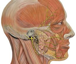 лицевой нерв