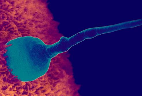сколько живет сперматозоид