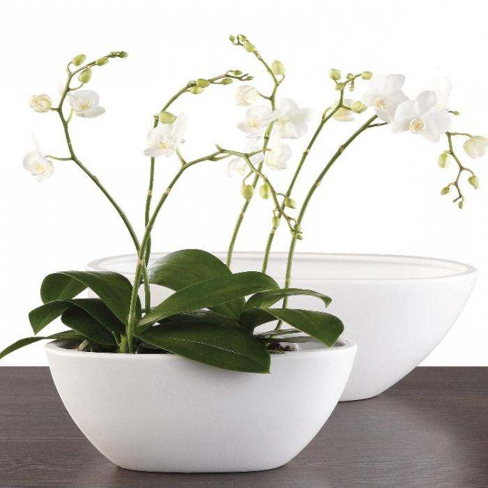 как размножить орхидею в домашних условиях 