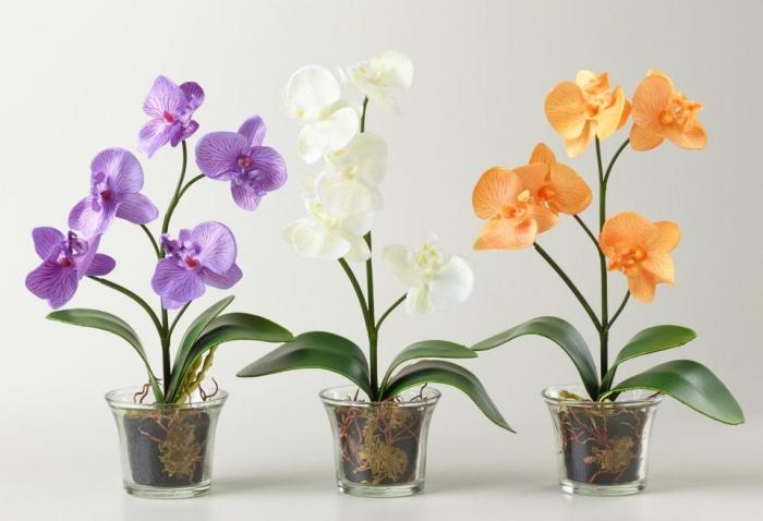 пересадка орхидей в домашних условиях