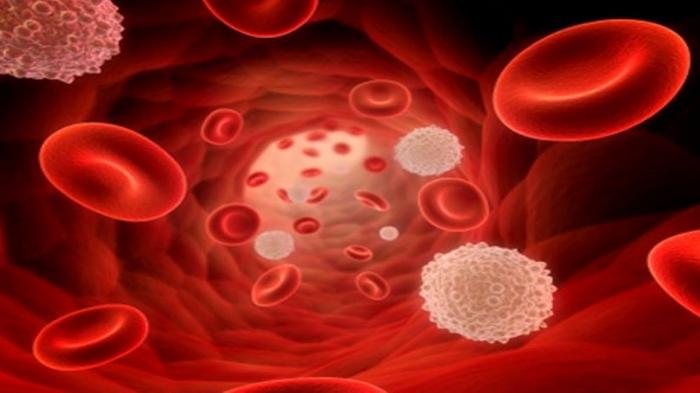 норма лейкоцитов в крови у детей