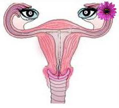гиперплазия эндометрия в менопаузе