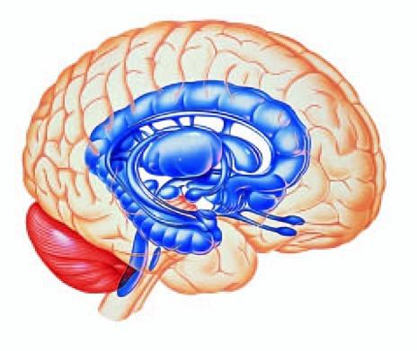лимбическая система головного мозга