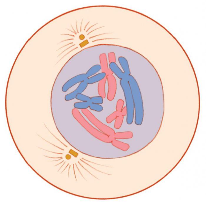 деление соматических клеток