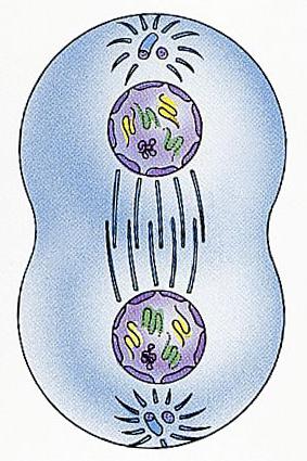 соматические клетки позвоночных животных