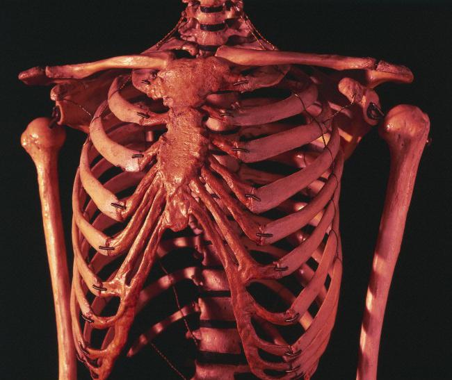 Сколько ребер у человека мужчины и женщины. Ребра человека. Скелет грудной клетки. Грудная клетка ребра. Скелет человека ребра.