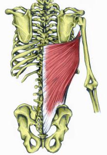 косые мышцы спины