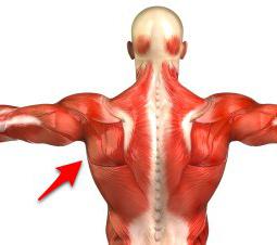 мышцы спиниы человека