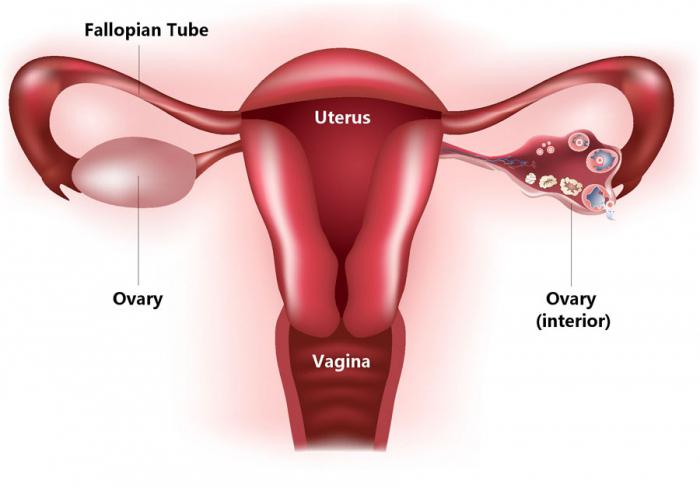 анатомия половых органов у женщин